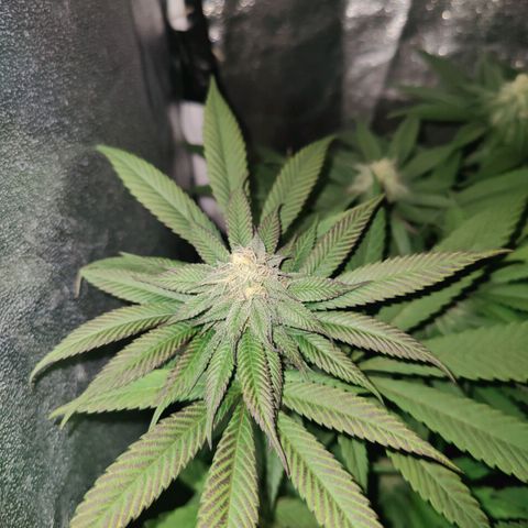 Kleine Queen growlog photo: Immer stärkere Lila Farbe. Die gelben stellen rechts sind nicht schlimmer geworden, seitdem die Lampe höher hängt