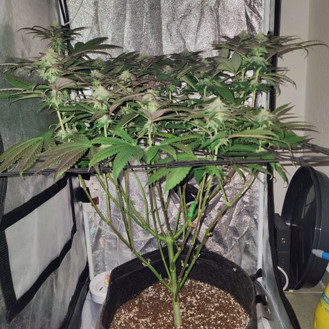 Kleine Queen growlog photo: Immer stärkere Lila Farbe. Die gelben stellen rechts sind nicht schlimmer geworden, seitdem die Lampe höher hängt