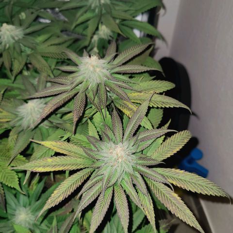Kleine Queen growlog timeline photo