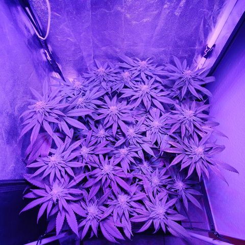 Kleine Queen growlog timeline photo