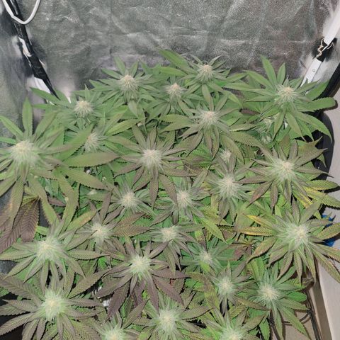 Kleine Queen growlog timeline photo