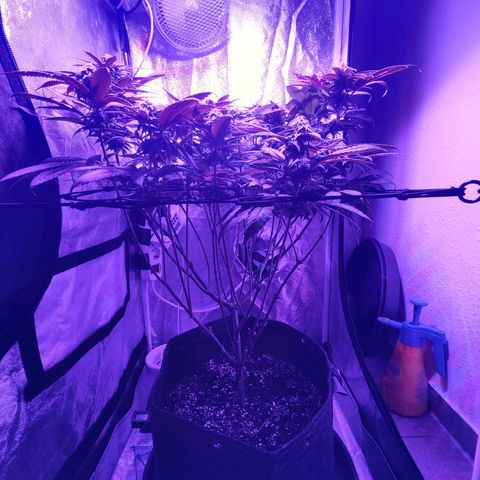 Kleine Queen growlog timeline photo