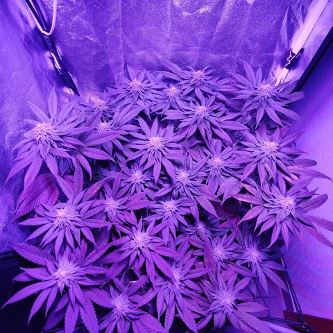 Kleine Queen growlog timeline photo