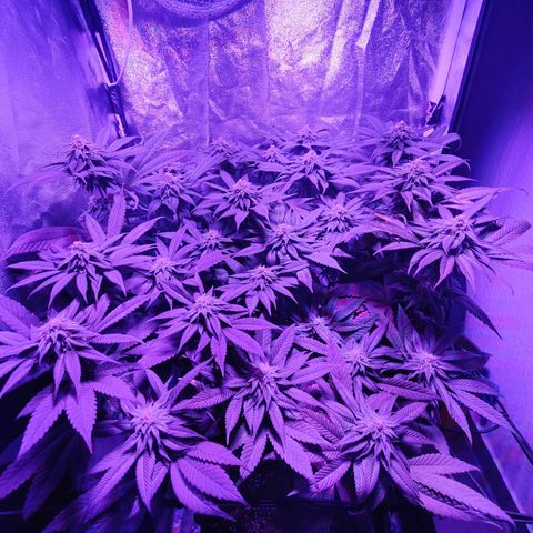 Kleine Queen growlog timeline photo