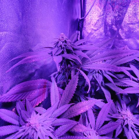 Kleine Queen growlog timeline photo