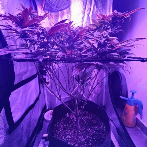 Kleine Queen growlog timeline photo