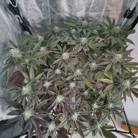 Kleine Queen growlog timeline photo