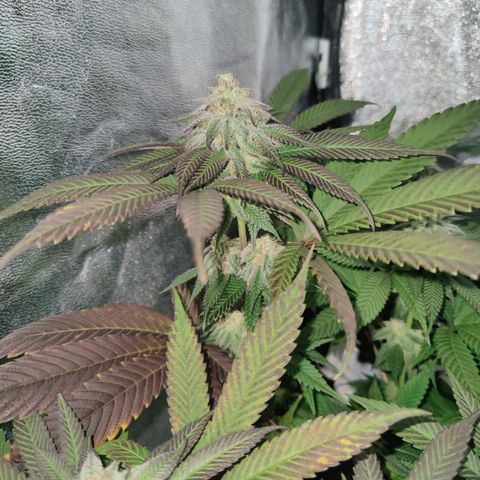 Kleine Queen growlog timeline photo