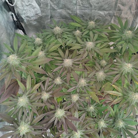 Kleine Queen growlog timeline photo