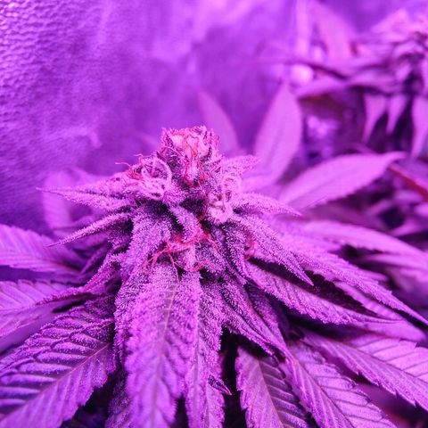 Kleine Queen growlog timeline photo