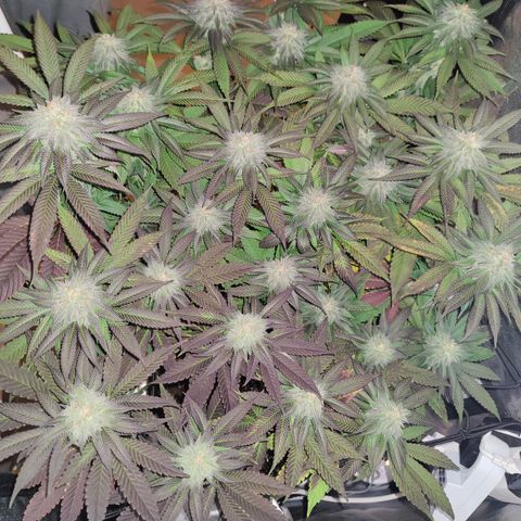 Kleine Queen growlog timeline photo