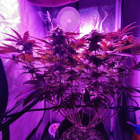 Kleine Queen growlog timeline photo