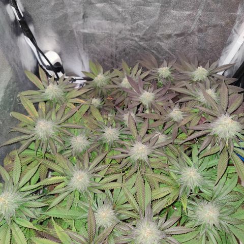 Kleine Queen growlog timeline photo