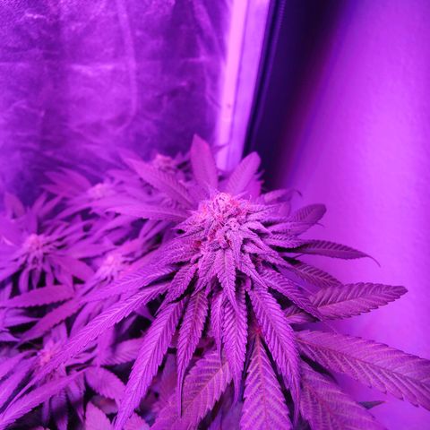 Kleine Queen growlog timeline photo