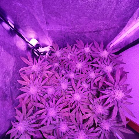 Kleine Queen growlog timeline photo