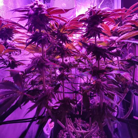 Kleine Queen growlog timeline photo