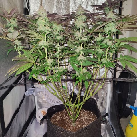 Kleine Queen growlog timeline photo