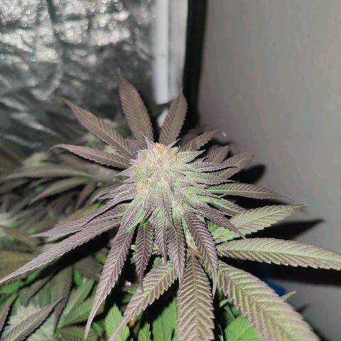 Kleine Queen growlog timeline photo