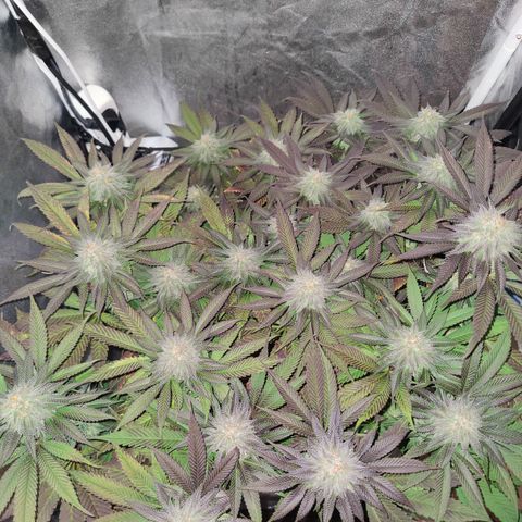 Kleine Queen growlog timeline photo