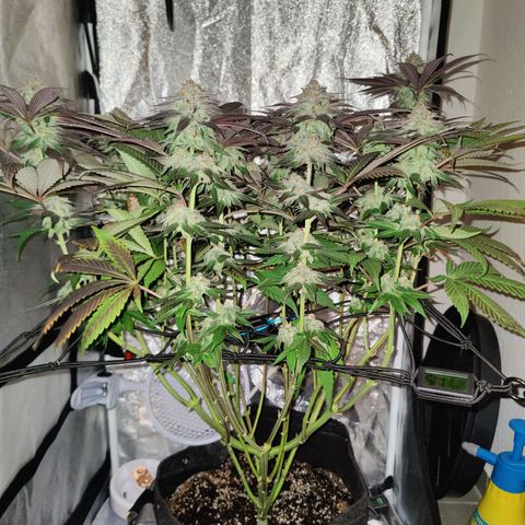 Kleine Queen growlog timeline photo