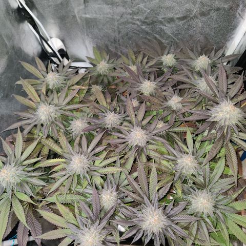 Kleine Queen growlog timeline photo