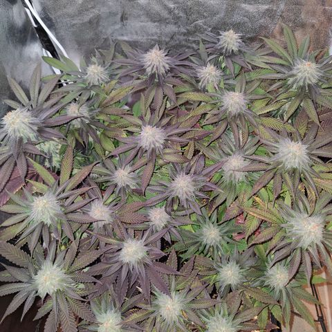 Kleine Queen growlog timeline photo