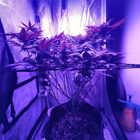 Kleine Queen growlog timeline photo