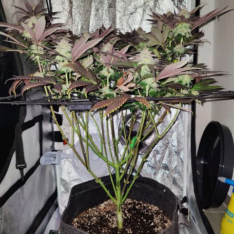 Kleine Queen growlog timeline photo
