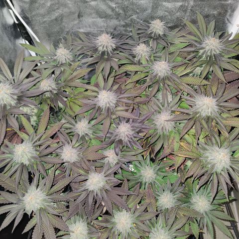Kleine Queen growlog timeline photo