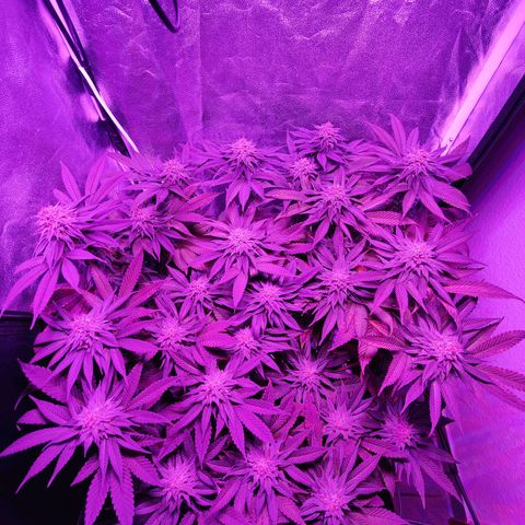 Kleine Queen growlog timeline photo