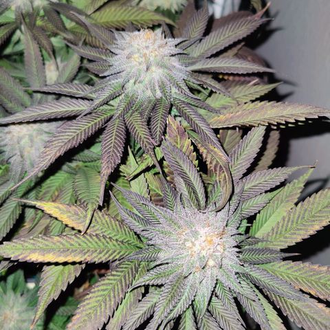 Kleine Queen growlog timeline photo