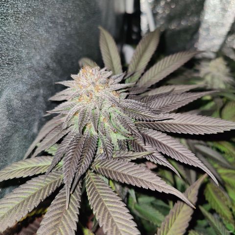 Kleine Queen growlog timeline photo