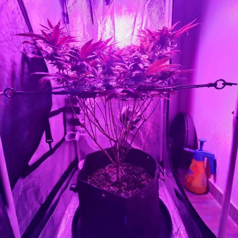 Kleine Queen growlog timeline photo