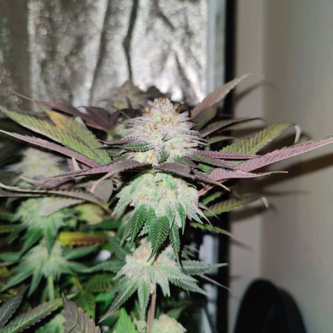 Kleine Queen growlog timeline photo