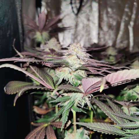 Kleine Queen growlog timeline photo