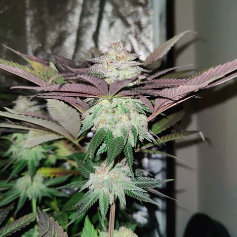 Kleine Queen growlog timeline photo