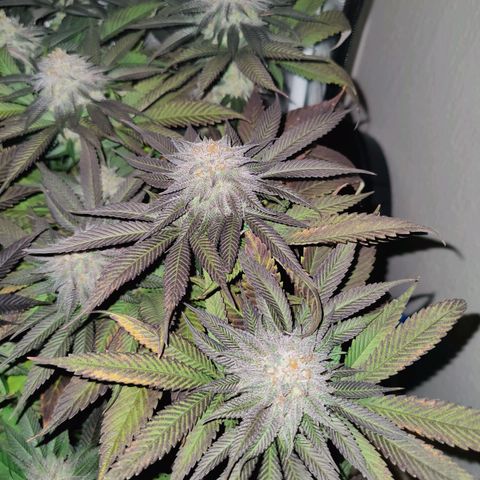 Kleine Queen growlog timeline photo