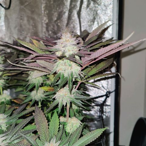 Kleine Queen growlog timeline photo