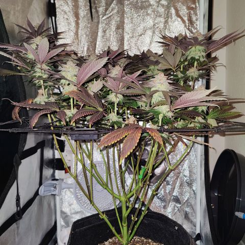 Kleine Queen growlog timeline photo