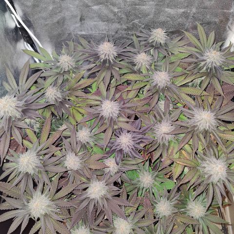 Kleine Queen growlog timeline photo