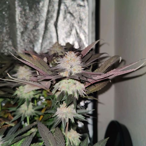 Kleine Queen growlog timeline photo