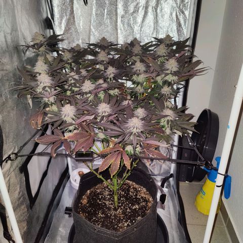 Kleine Queen growlog timeline photo