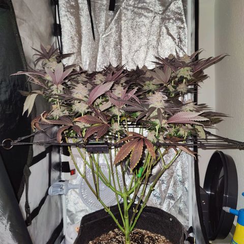 Kleine Queen growlog timeline photo