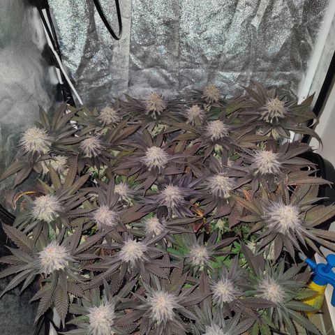 Kleine Queen growlog timeline photo