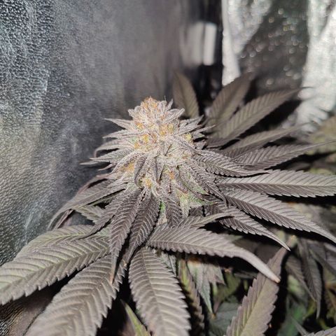 Kleine Queen growlog timeline photo