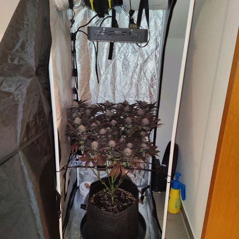 Kleine Queen growlog timeline photo