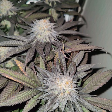 Kleine Queen growlog timeline photo