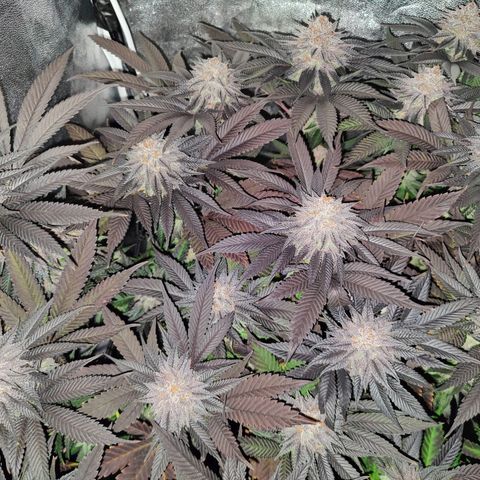 Kleine Queen growlog timeline photo