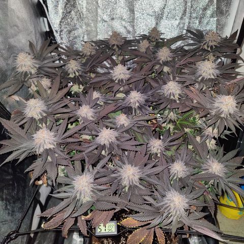 Kleine Queen growlog timeline photo
