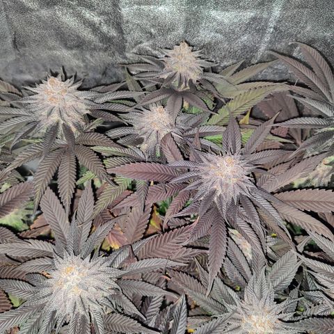Kleine Queen growlog timeline photo